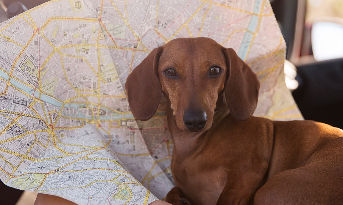 Do We, Don't We? Things To Consider Before Caravanning With Pets.